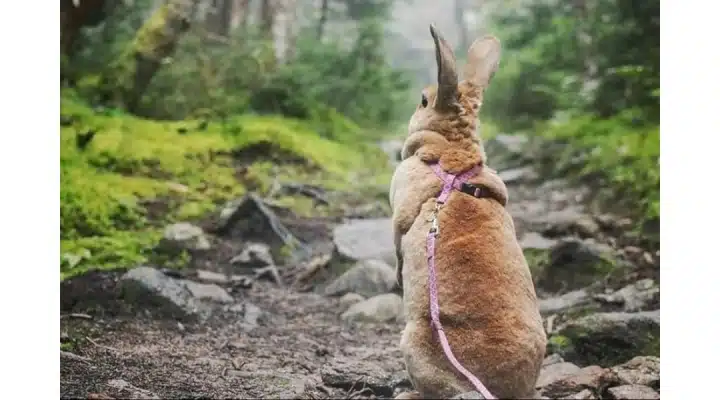 Lapin avec un harnais